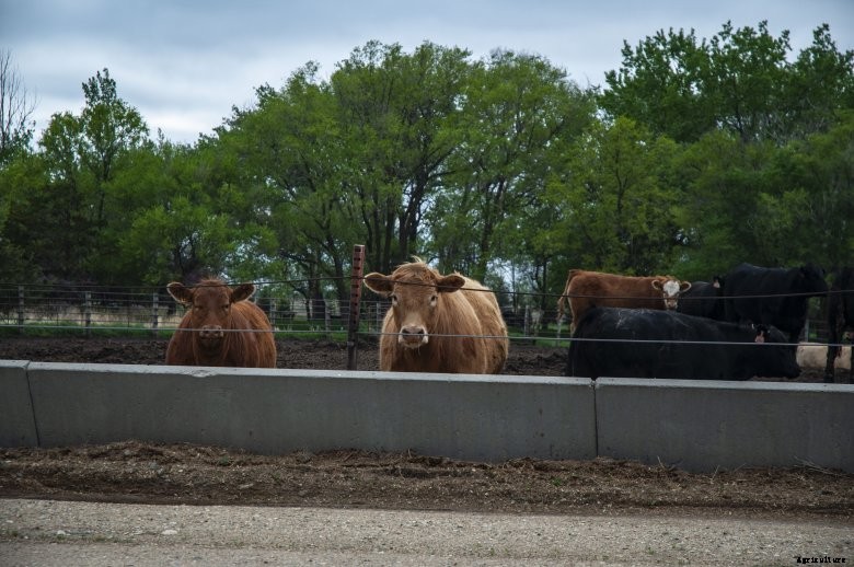 cattle-anderson-farm